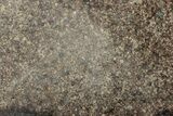 Polished Chondrite Meteorite Slice ( grams) - Morocco #238015-1
